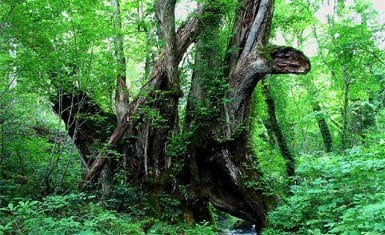 bosque-japonc3a9s