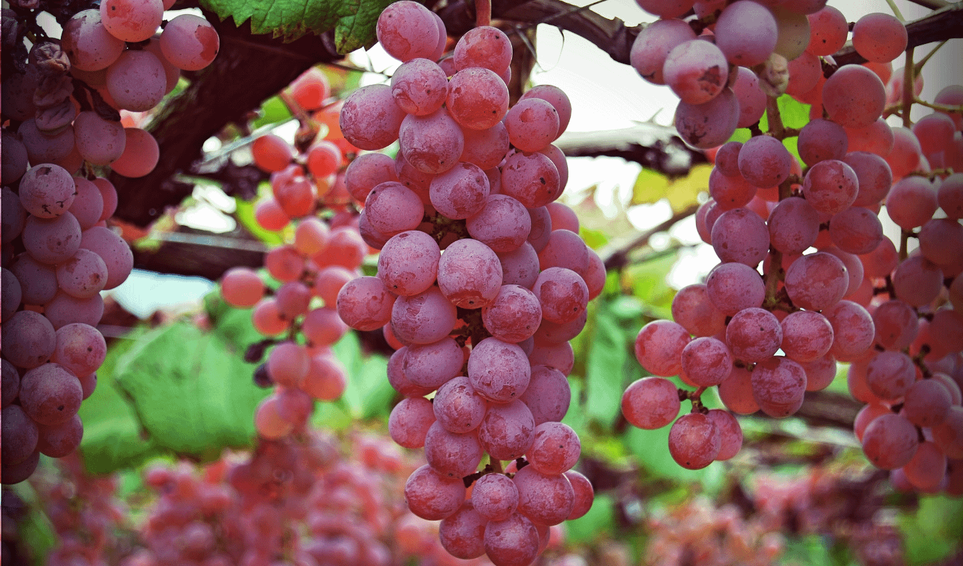 japanese-wine-yamanashi-koshu-grapes