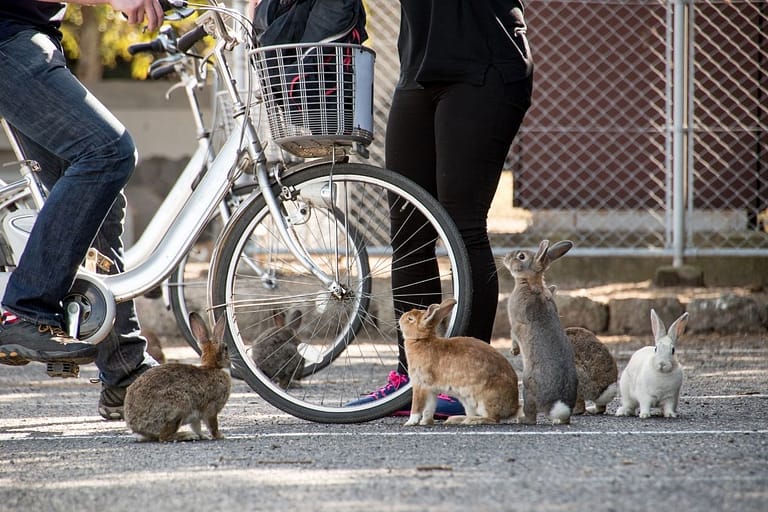Okunoshima – From Chemical Weapons To Cute Bunnies