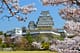 Himeji Castle With Cherry Blossom